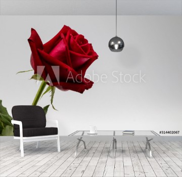Picture of red rose isolated on white background